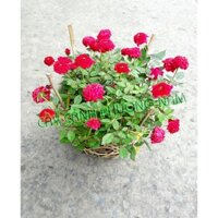 Cây Hồng Tỉ muội