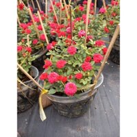 cây hồng tỷ muội siêu hoa