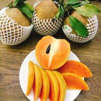 Cây hồng xiêm mexico ( sapoche mexico)(CÂY GIỐNG BẮC TRUNG NAM)