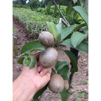 Cây hồng xiêm (Sapoche)  giống ngon nhất ( SIÊU SỚM)