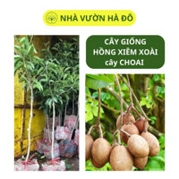 Cây Hồng Xiêm Xoài Choai Chuẩn F1 Năng Suất Cao