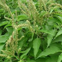 Cây Hương Nhu - Chữa trị Cảm nắng, lạnh, Nhức đầu, trị hôi miệng, ngăn rụng tóc JINDO