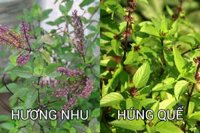Cây Hương Nhu Có Phải Là Cây Húng Quế Không?