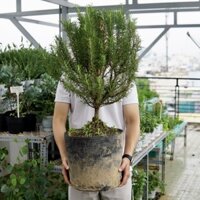 Cây Hương Thảo Bonsai 5 Năm Gốc Già, Dễ Chăm Sóc Cây Khoẻ