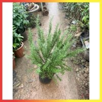 Cây Hương Thảo Bụi To Cao 70cm