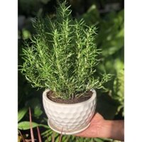 Cây Hương Thảo ( Đã bao gồm chậu Như Hình )