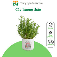 Cây Hương thảo nội thất cao 30-40cm.