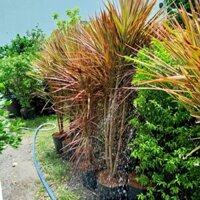 Cây Huyết Dụ Kiếm Lớn ( cao 1.5m hàng đẹp)