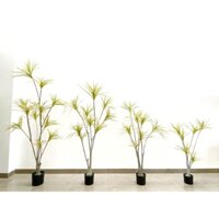 Cây Huyết Giác [ Cây nội thất, cây công trình ]