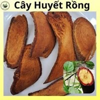 Cây Huyết Rồng (cỏ máu), loại đẹp sấy khô, túi 500g và 1kg