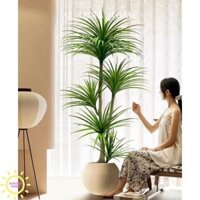 Cây huyết rồng xanh thân đẹp cao cấp