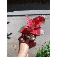 Cây Huyết Rồng