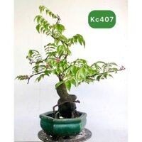 Cây Khế Bonsai Mini - KT02
