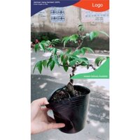 Cây Khế Bonsai