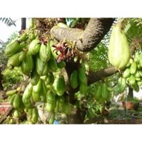 Cây Khế, cấy giống khế tàu độc, đẹp  và lạ