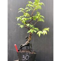 Cây Khế chua bonsai