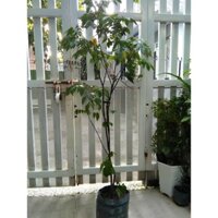 Cây khế chua - Chiều cao khoàng 1.2m