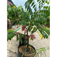 CÂY KHẾ CHUA, KHẾ NGỌT , cây đang hoa ảnh thật cây cao 50-70cm