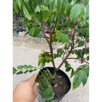 Cây khế chua , ngọt bầu bát , cây chuẩn bị ra quả hoặc (sẵn hoa quả nhỏ) tùy mùa và thời điểm .
