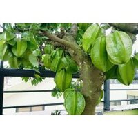 Cây Khế Nhật (khế chua) bầu to đang bông trái.