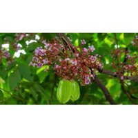 Cây Khế Nhật (khế chua) bầu to đang bông trái.