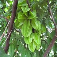 Cây Khế Nhật (khế chua) bầu to đang bông trái. sản phẩm có bảo hành, được đồng kiểm, nhập mã Freeship extra