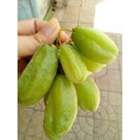 cây khế tàu cao 80cm