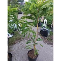 Cây khế tàu có trái