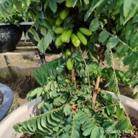 Cây 🌲 Khế tàu... đang trái