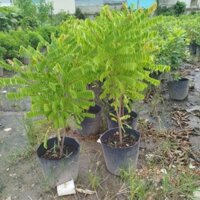 Cây Khế Tàu ( hàng đẹp .cao 1.1m)