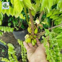 Cây Khế Tàu Lớn ( cao 1.5m sẵn trái)