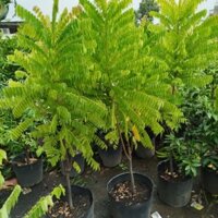 Cây Khế Tàu Lớn