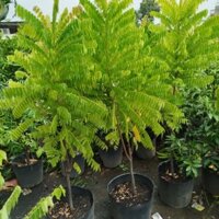 Cây Khế Tàu Lớn