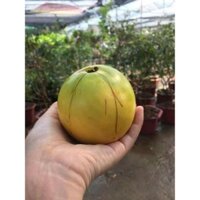 CÂY KHỎE Giống vú sữa hoàng kim