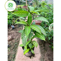 Cây khôi đốm (xăng xê) cây dược liệu đau dạ dày cao 50cm