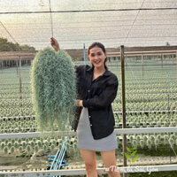Cây không khí tóc tiên trọng lượng 1000g -decor trang trí nhà cửa