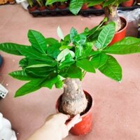 Cây kim ngân 1 gốc đkinh 10cm size để bàn mang lại tài lộc, may mắn, giàu có