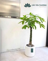 Cây kim ngân Cây cảnh phong thủy đẹp giá rẻ