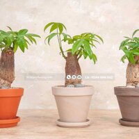 Cây kim ngân cây để bàn phong thuỷ giá rẻ