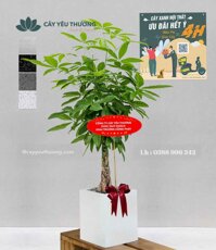 Cây kim ngân cây phong thủy tặng khai trương giá rẻ