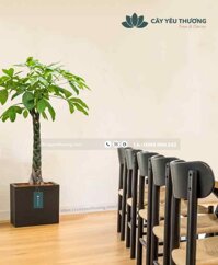 Cây kim ngân cây văn phòng phong thủy giá rẻ