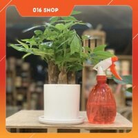 Cây Kim Ngân để bàn, bình tưới - 12 x 12 x 30 Cm - Cây Mini & Chậu Trồng Cây Gốm Sứ Bát Tràng