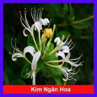 Cây Kim Ngân Hoa  hoa chuyển màu , thân leo có hương thơm