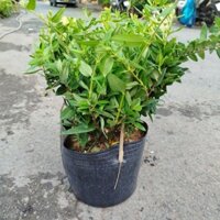 Cây Kim Ngân Hoa ( sẵn hoa hàng đẹp)