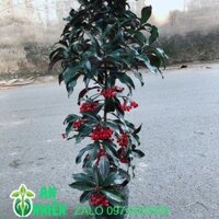 Cây Kim Ngân Lượng Size Lớn