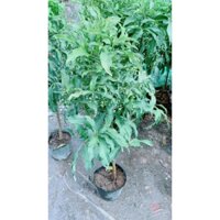 Cây Kim Ngân Lượng