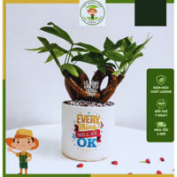 Cây Kim Ngân Nơ Để Bàn Chậu Men Sứ Lọc Không Khí, Cây Phong Thuỷ - Cô Nông Dân Yêu Trồng Trọt
