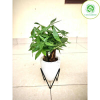 Cây kim ngân tam lộc chậu tự dưỡng (ảnh thật).