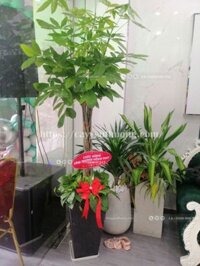 Cây kim ngân tặng khai trương nha khoa thẩm mỹ quốc tế