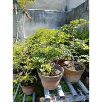 Cây kim quýt bonsai ( ship toàn quốc)